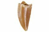 Serrated, Raptor Tooth - Morocco #72656-1